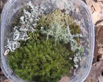 Terrarium Moss & Lichen Box 5.5in by 5.5in | Mixed Live Moss Lichen for Terrariums Fairy Gardens | Sustainably Harvested