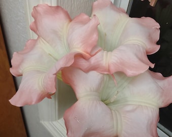 3 cuttings Angels trumpet Brugmansia pink/peace color. Easy to grow, Huge beautiful flowers, Fragrant at night, eye catching, garden plant