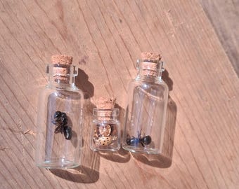 Ant and Lady Beetle Specimen Set, Preserved Insect Jars, Natural History Display, Entomology Specimens, Curio Cabinet Decor I#E2A1L