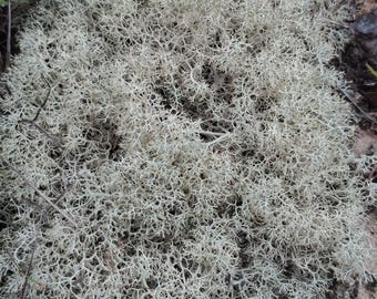 Reindeer Lichen | Natural Reindeer Moss | Terrarium Moss | Fairy Garden Decor | Craft Moss | Woodland Decor | Dried Lichen
