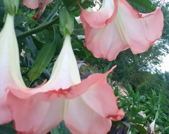 40 Pink Peach Angel Trumpet Cuttings | Brugmansia | Huge Fragrant Blooms | Easy to Root Live Plant