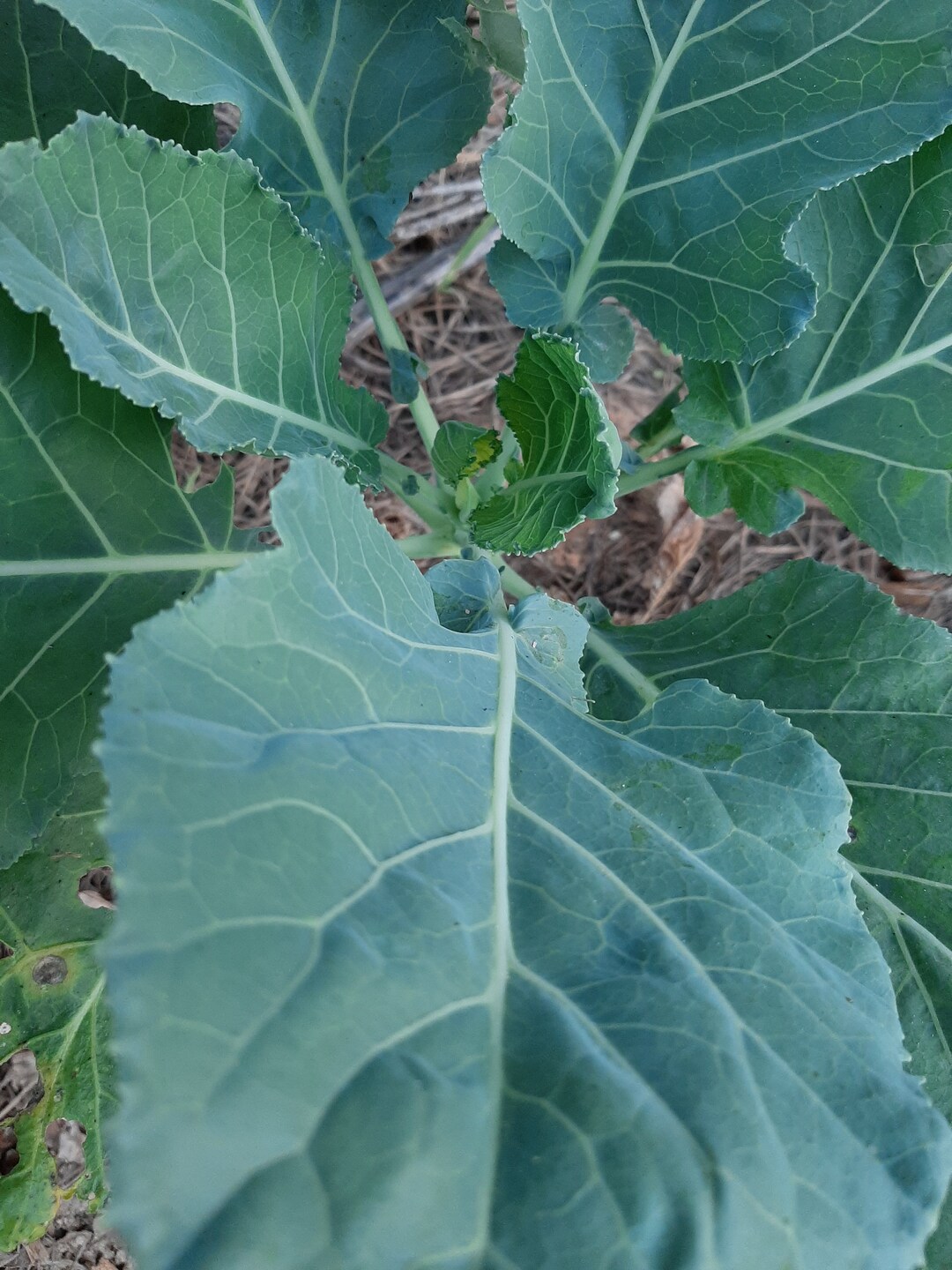 Collard Green Plant Seeds Homestead Grown Hand Harvested. Delicious