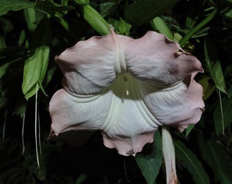 100 Angel Trumpet Cuttings | Pink Peach Brugmansia Bulk Lot | Huge Fragrant Blooms | Easy to Root