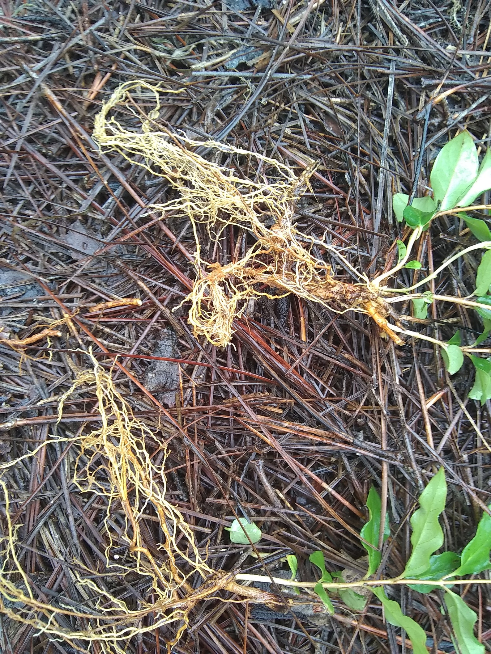 2 Carolina jazmín amarillo raíz desnuda ENVIO GRATUITO | Etsy