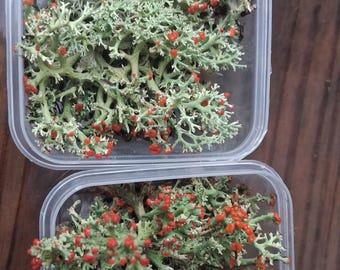 Red Soldier Lichen | Cladonia Lichen | Natural Lichen | Red Tipped Moss | Terrarium Decor | Fairy Garden | Woodland Craft | Nature Decor
