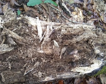 1 gallon rotten log Bioactive for terrariums, isopods, insect breeding, reptile and frog enclosures
