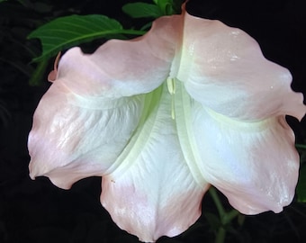 1 Pink Peach Angel Trumpet Cutting | Brugmansia | Huge Fragrant Blooms | Easy to Root