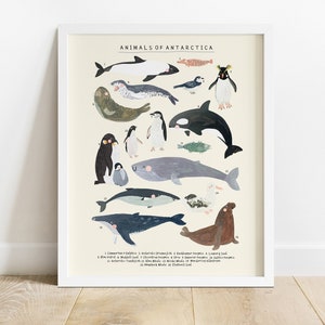 Antarktis Tiere Kontinent Poster | Polarwal Pinguin Meer Ozean Kind Dekor Kindergarten Kunst