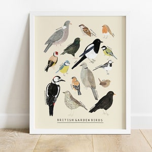 Illustrazione di stampa/identificazione degli uccelli da giardino britannici Robin Merlo Cinciarella Natura Fauna selvatica