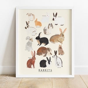 Rabbits Type Print Bunny Rabbit Identification Bunnies Breeds Lop Netherland Dwarf Rex image 1