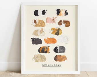 Guinea Pig Type Print | Cavies Pigs Identification Poster Chart Illustration Breeds Peru American | Animals Gift Educational | Cute Wall Art
