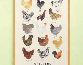 Chickens Type Print | Chicken Identification Breeds Hen Cockerel Chicks Animals Gift Educational | Wall Art Home Decor