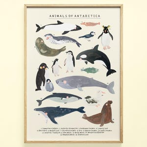 Antarctica Animals Continent Print | Polar Whale Penguin Sea Ocean Kid Décor Educational Nursery Art