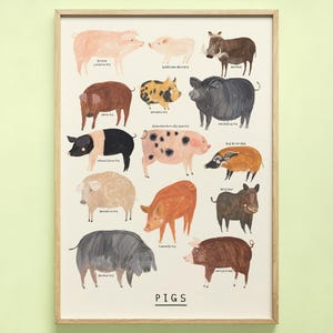 Pig Type Print | Pigs Identification Farm Breed Piggy Oink Minipig Pot Bellied Gift Educational | Wall Art Home Decor Poster