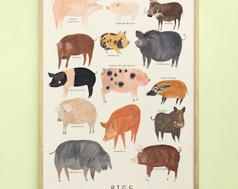 Pig Type Print | Pigs Identification Farm Breed Piggy Oink Minipig Pot Bellied Gift Educational | Wall Art Home Decor Poster