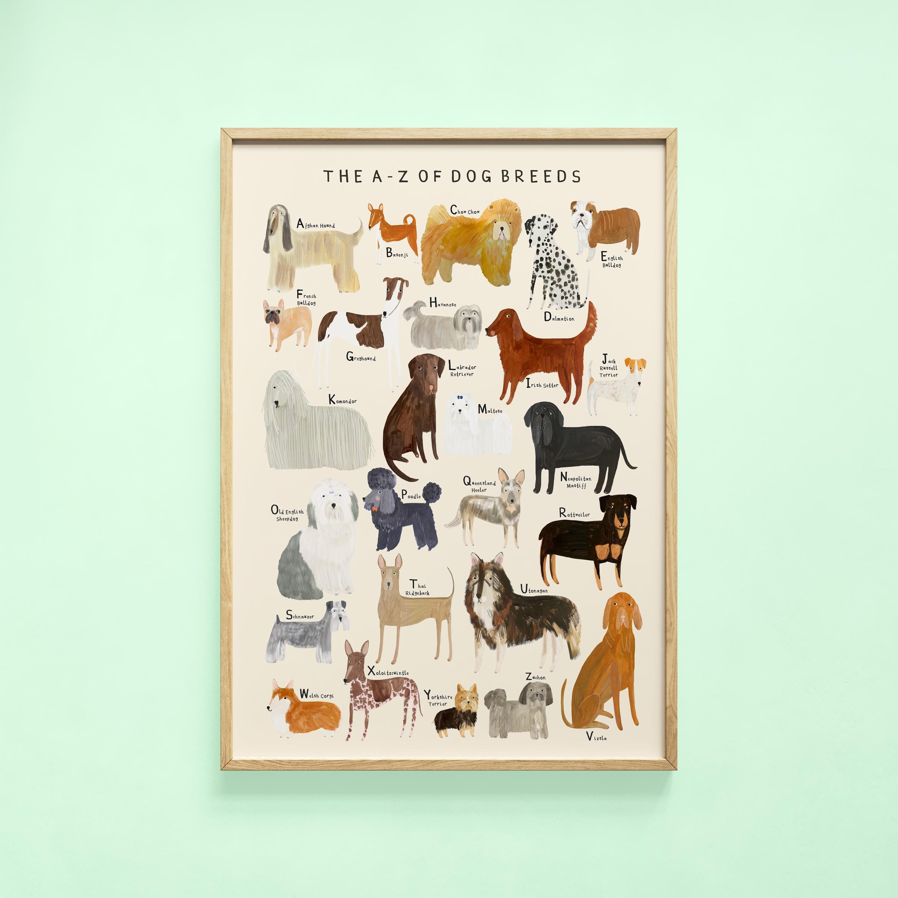 Dog Breeds Alphabet Print | A-Z Identification Poster Dogs Breed Pet Woof Puppy Gift Educational | Wall Art Home Decor Poster