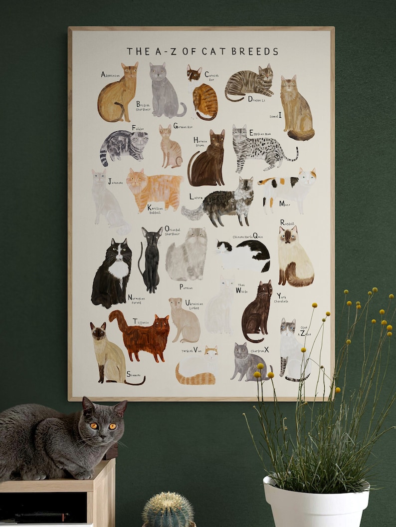 Cat Breeds Alphabet Print A-Z Identification Poster Illustration Cats Breeds Pet Kitten Gift image 2