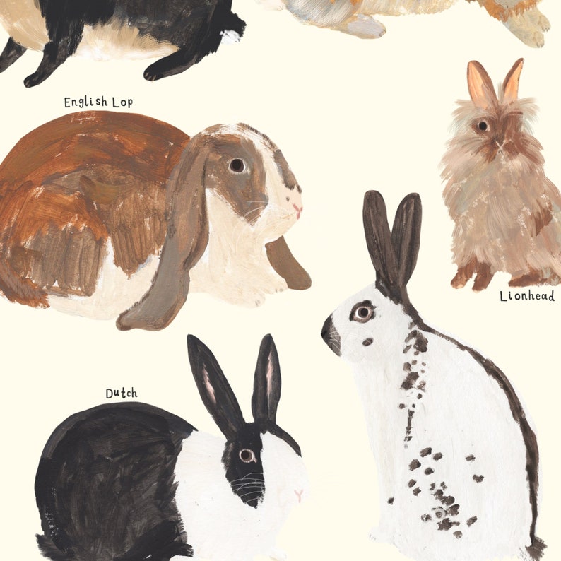 Rabbits Type Print | Bunny Rabbit Identification Bunnies Breeds Lop ...