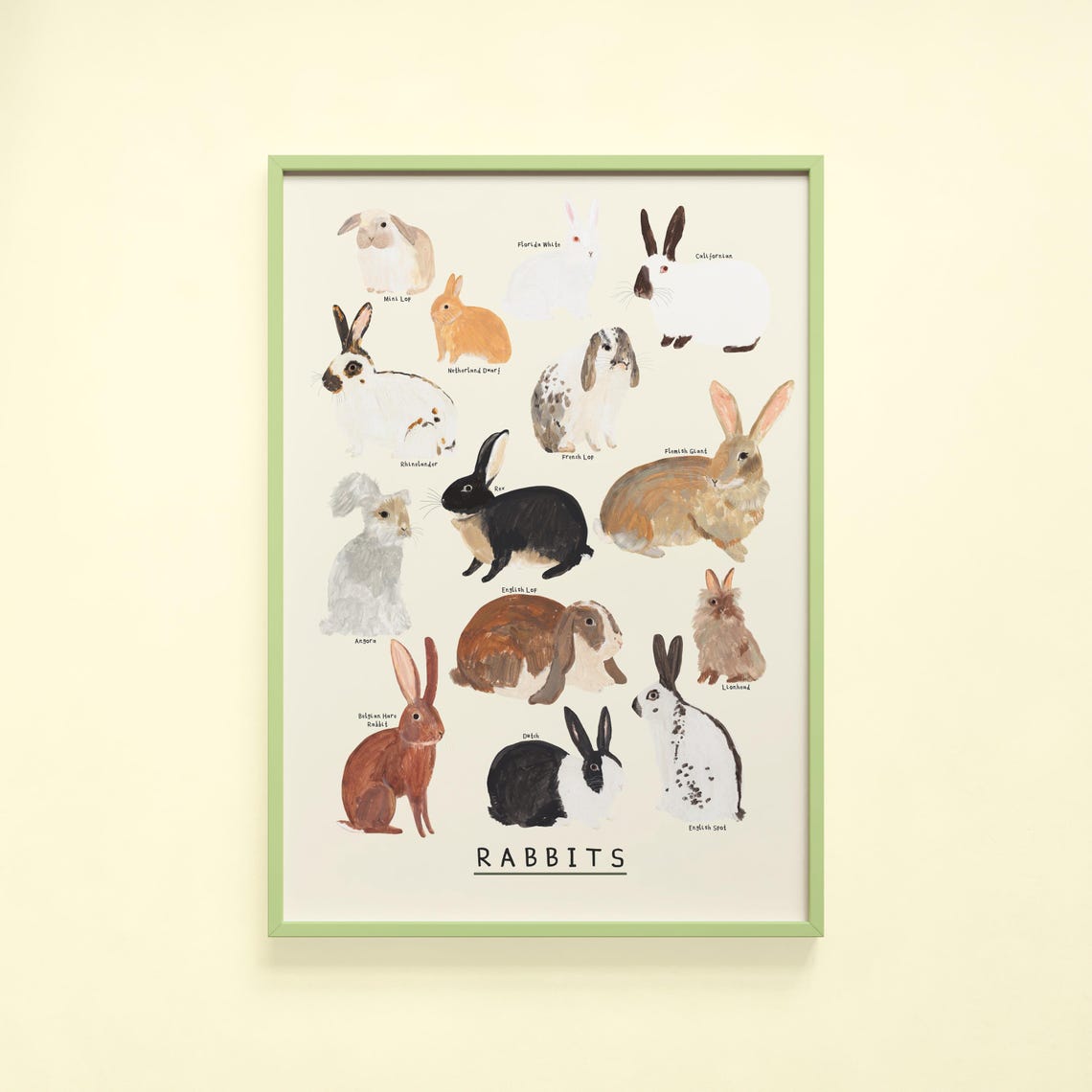 Rabbits Type Print | Bunny Rabbit Identification Bunnies Breeds Lop ...