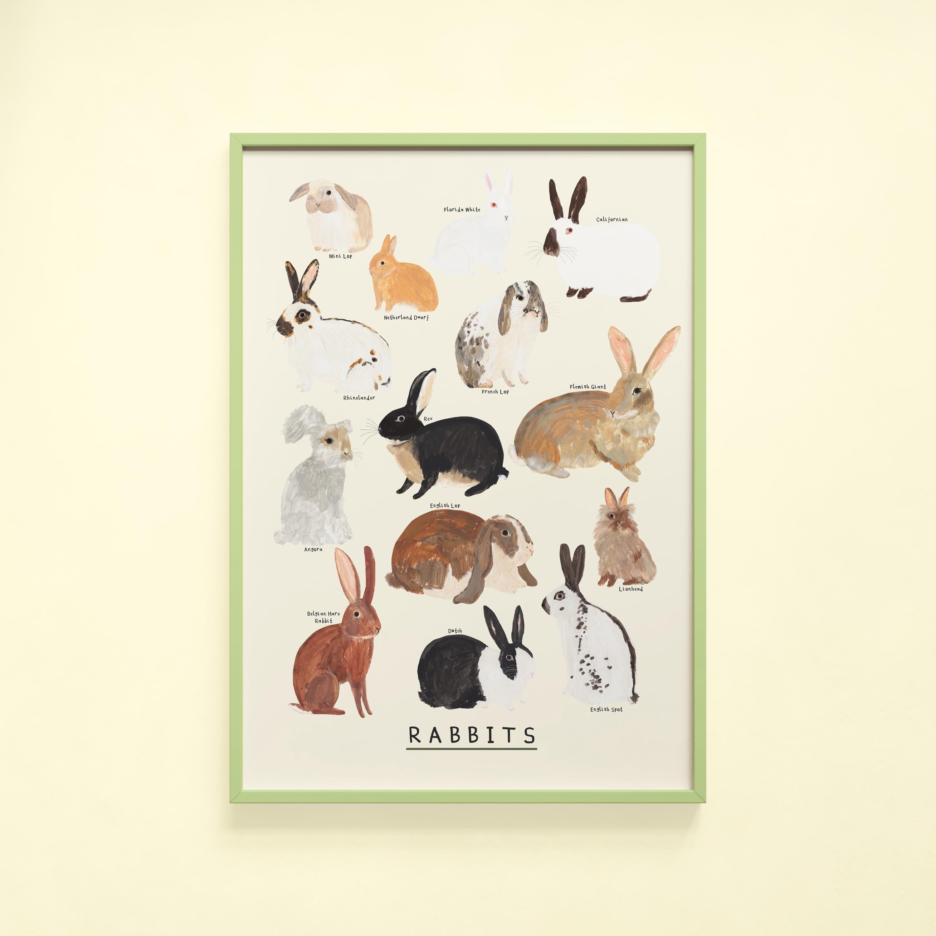 Rabbits Type Print | Bunny Rabbit Identification Bunnies Breeds Lop ...