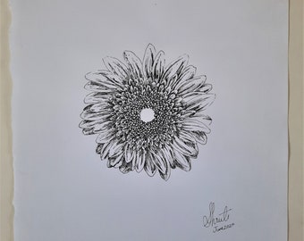 Daisy Ink Sketch | 11 in X 8.5 in | botanical, sketch, drawing, floral art, line drawing,