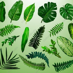 Watercolor Leaf PNG Clipart, Tropical Leaves, Tropical Clipart, Greenery, Jungle Leaves, Jungle Plants, Transparent Leaves