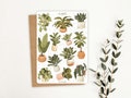 Sticker Sheet Plant Stickers | Houseplant Sticker | Potted Plants Sheet | Journal Stickers