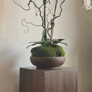 May include: A white orchid plant in a wooden bowl filled with moss, atop a brown wooden pedestal. The orchid has multiple white flowers and green leaves. Decorative branches are also included in the arrangement.