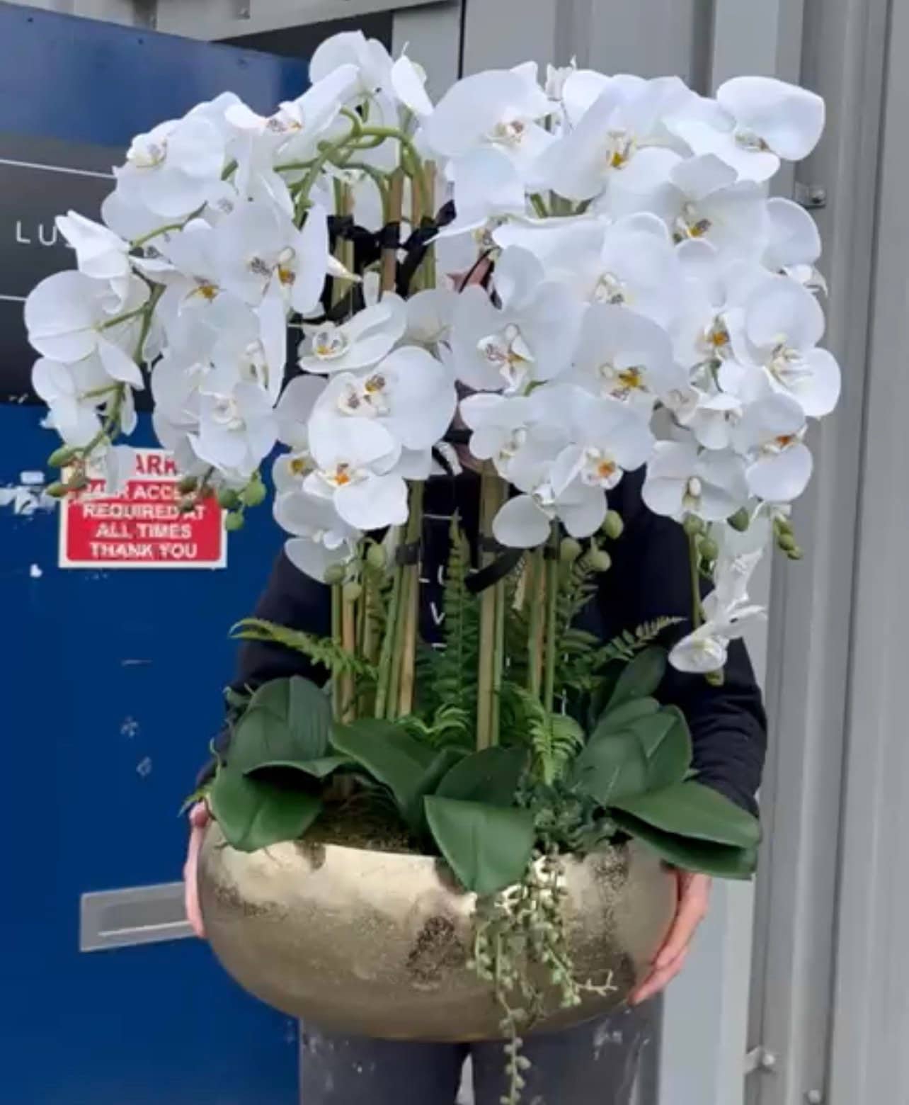 Extra Large White Orchid Arrangement: Gold Vase Faux