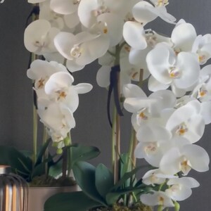 May include: White orchid plants in gold-coloured pots. The orchids have multiple blooms with yellow centres and green leaves. The pots are cylindrical and sit on a dark surface. The text "LUSSO VITA DECOR" is at the bottom.