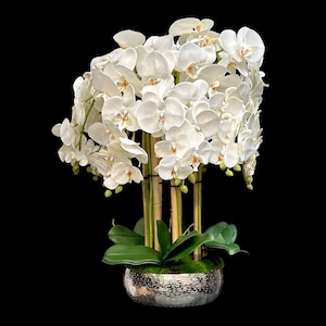 Peut inclure: Un arrangement luxuriant d'orchidées blanches dans un bol argenté texturé. Les orchidées ont de délicats pétales blancs et sont soutenues par des tiges de bambou. Des feuilles vertes et de la mousse complètent l'ensemble. Le fond est noir.