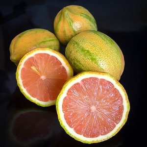 Variegated Pink Lemon Tree: Grafted Dwarf Citrus, 4-5 Foot Tall, Impressive Special Event Gift!