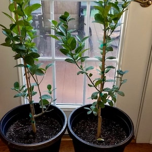 Thornless KEY LIME, Grafted Tall Trees, (Fruiting Age Now) - We do not ship to CA