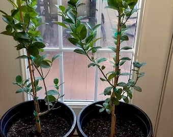 Grafted Thornless Key Lime Tall Tree, Fruiting age!