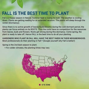 Bay Laurel Plant: Sweet Bay Tree - Aromatic Cooking Herb Bild 10