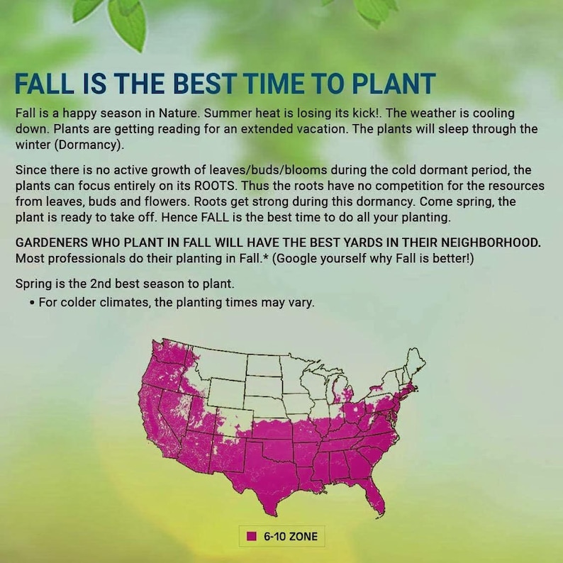 Bay Laurel Plant: Sweet Bay Tree - Aromatic Cooking Herb Bild 10