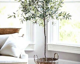 Olive Tree Live “Arbequina Olive” 4-5 Foot Tall (or)  5-6 Foot Tall.. Create A Cozy Room Decor... The Perfect Gift!