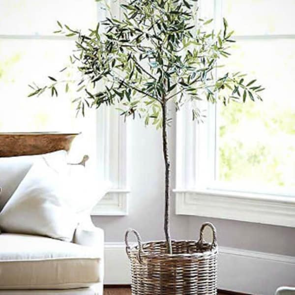 Olive Tree Live “Arbequina Olive” 4-5 Foot Tall (or)  5-6 Foot Tall.. Create A Cozy Room Decor... The Perfect Gift!