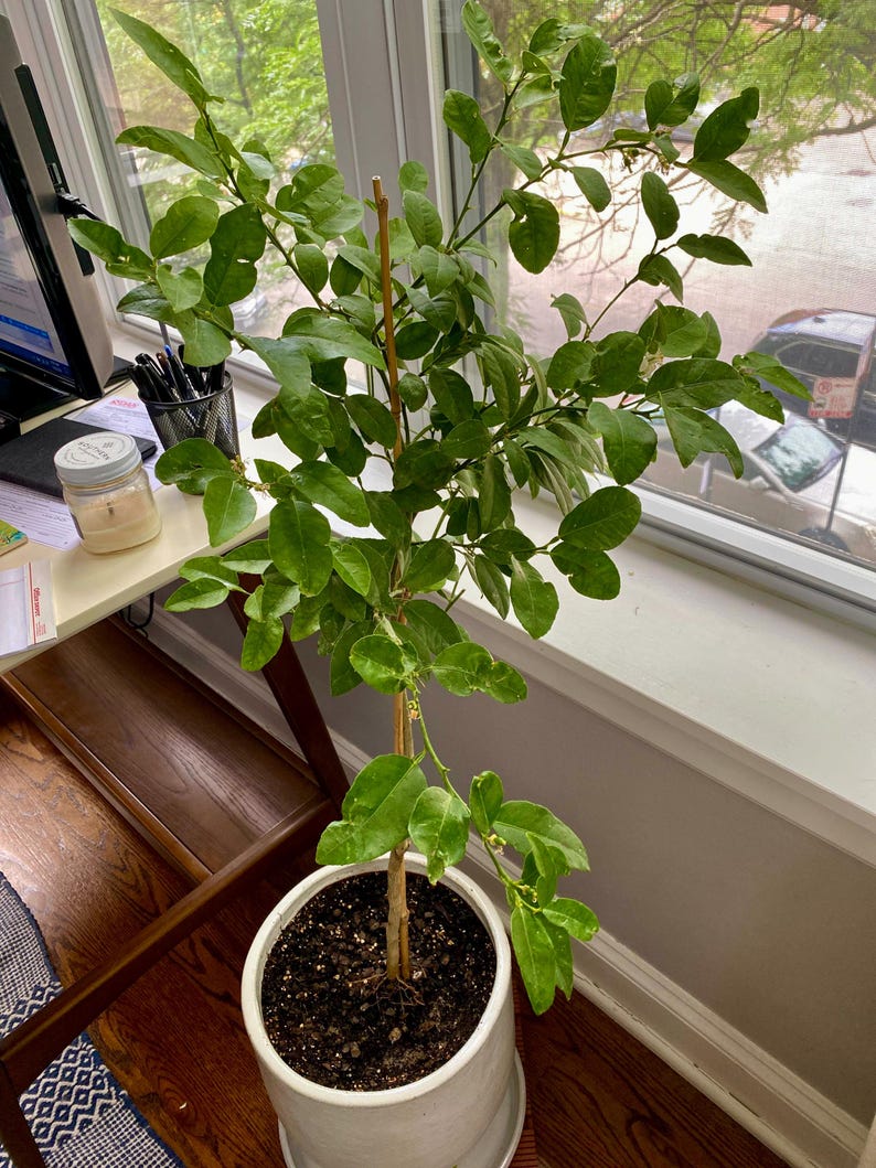 KEY LIME, Fruiting Age! Dwarf Lime Tree, Premium Grafted Tree.... 4+ Years old - Nice & Tall
