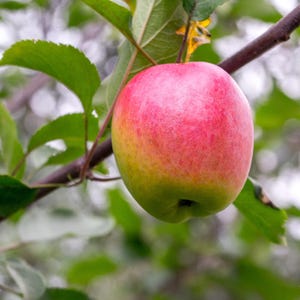 May include: A single apple hanging from a tree branch, featuring a smooth skin that transitions from a vibrant pinkish-red at the top to a pale yellow-green at the base, surrounded by several green leaves on a thin brown wooden stem.