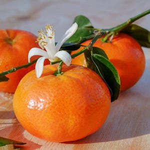 Satsuma &quot;Owari” Tree, Grafted & self pollinating-&gt; We do not ship to CA
