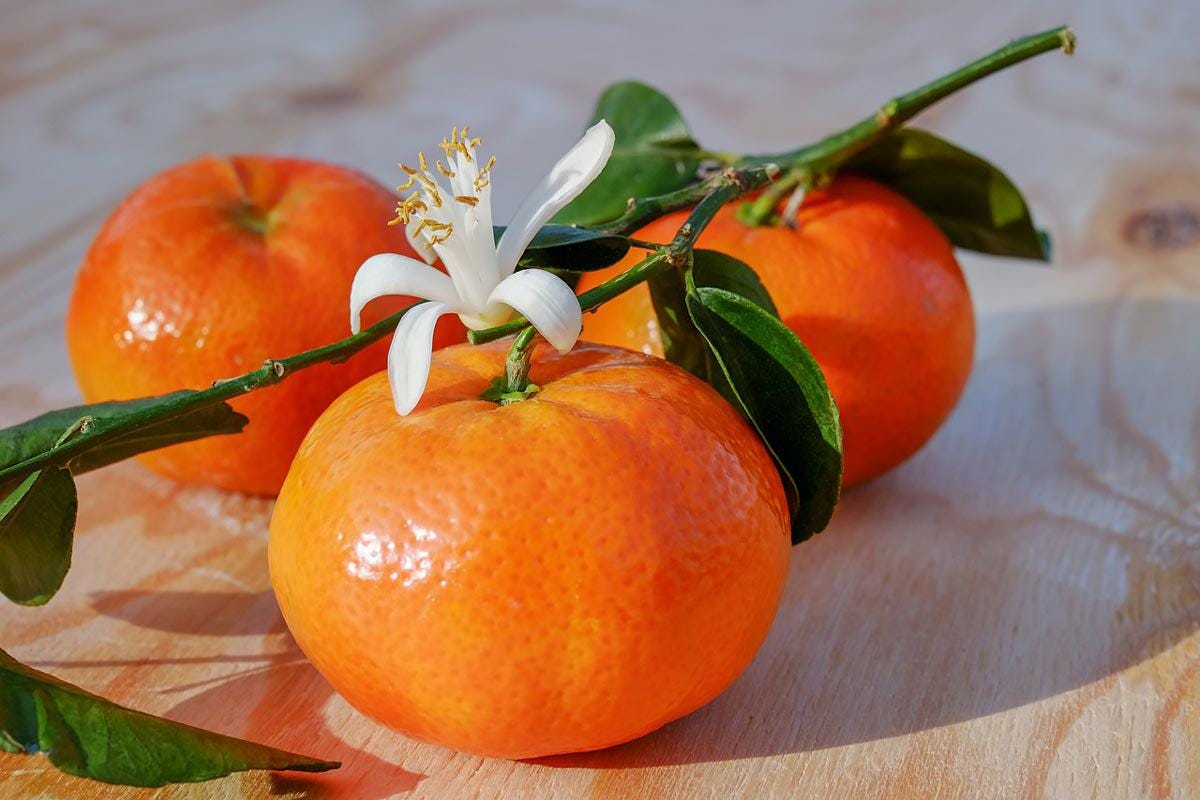 Mandarin Fruit - Etsy