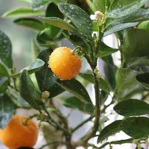 Calamondin Tree: (Fruiting Now) Semi-Dwarf Tree & Grafted, Self-Pollinating Citrus