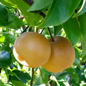 Asian Pear (5-6 Foot Tall) Tree ~ Premium Grafted Tree... 4 Years Old & Ready to Fruit!