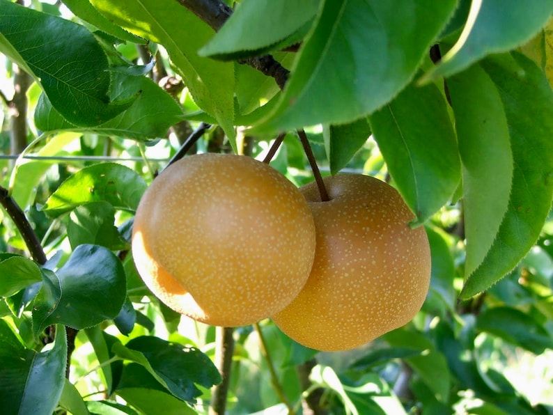 Best Trees Nursery Shinseiki Asian Pear Tree