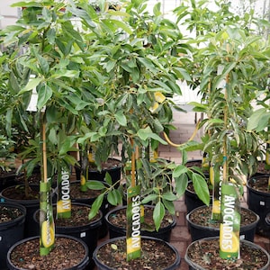Haas Avocado Tree, 4 to 5 Foot Tall Tree, Full Canopy, Offered by... Best Trees Company™  We do not ship to CA