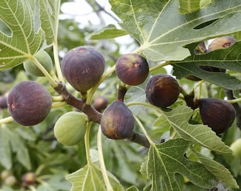 Fig Tree, "Texas Everbearing Fig Tree"