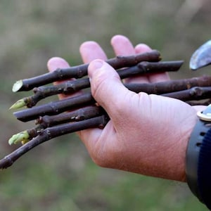 Celeste Fig Cuttings, Fresh cuttings - Now is Fig Rooting Season -> We do not ship to CA