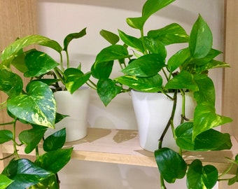 Ivy, Variegated, Pothos, Absolutely Beautiful, Well Rooted... We got ‘em!