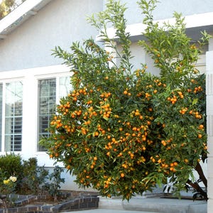 Nagami KUMQUAT TREET, (Fruiting Now) Premium Grafted Citrus Tree, We do not ship to CA